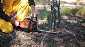 Best Storm Damage Tree Cleanup  in Lafayette, CO