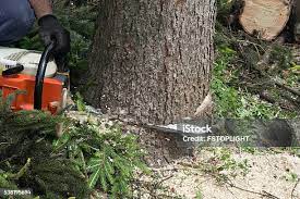 How Our Tree Care Process Works  in  Lafayette, CO