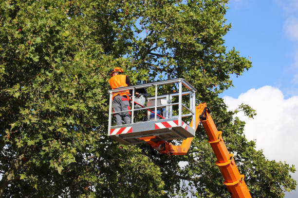Best Tree Preservation Services  in Lafayette, CO